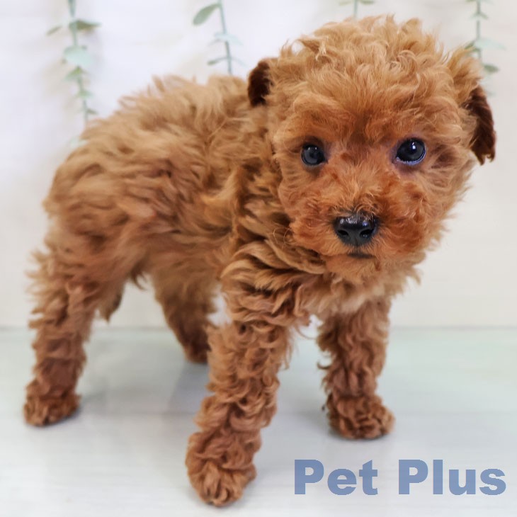 トイ・プードル