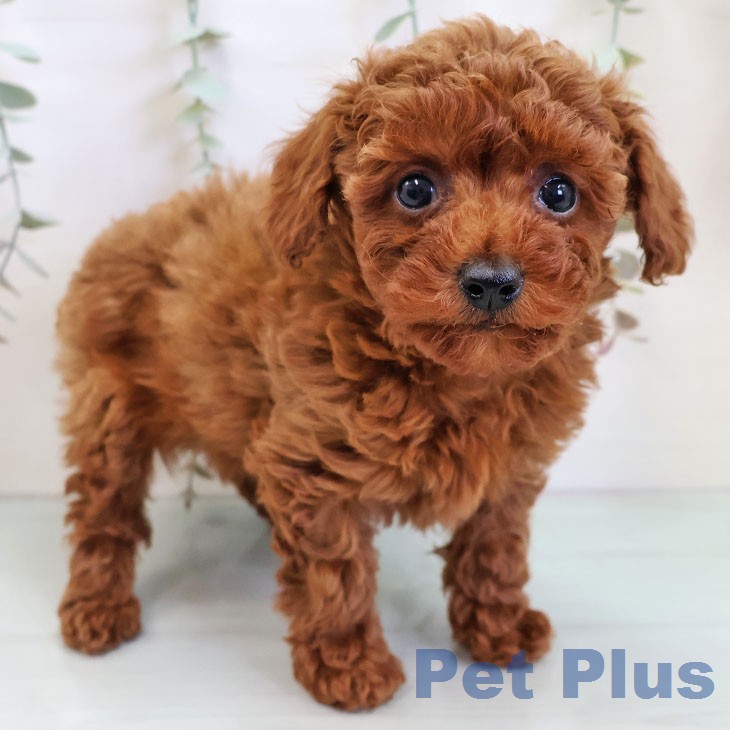 トイ・プードル