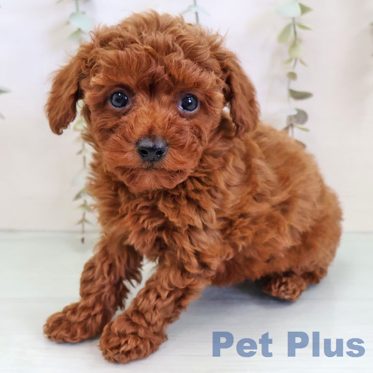 トイ・プードルの写真2