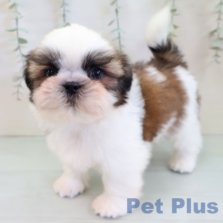 シー・ズーの写真2