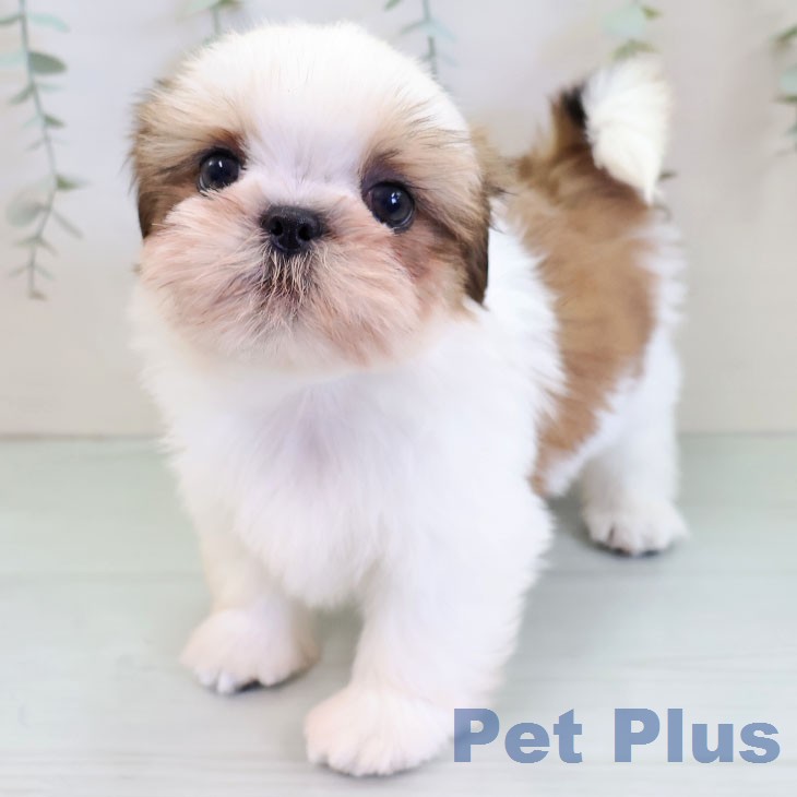 シー・ズーの写真2