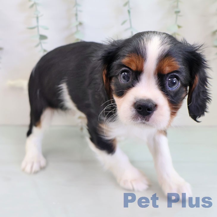 キャバリア・キングチャールズ・スパニエル