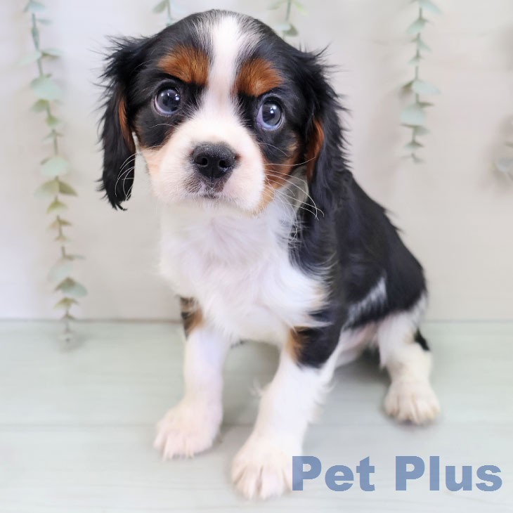 キャバリア・キングチャールズ・スパニエル