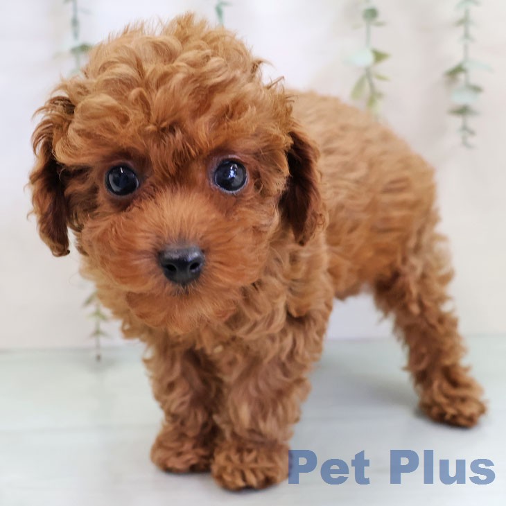 トイ・プードルの写真2