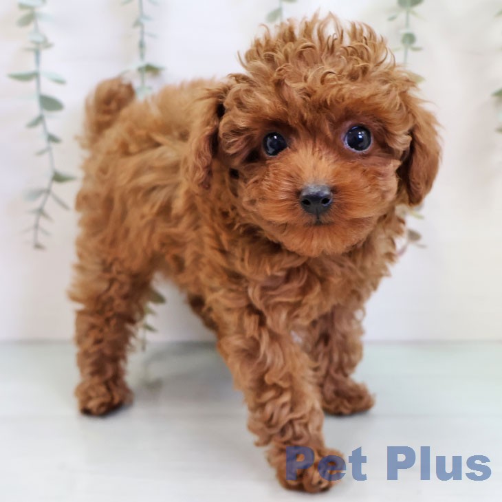 トイ・プードル