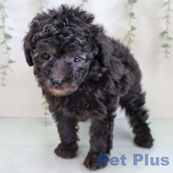 トイ・プードルの写真2