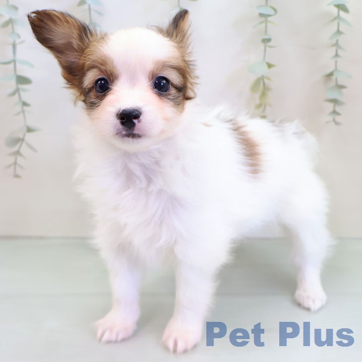 パピヨンの写真2