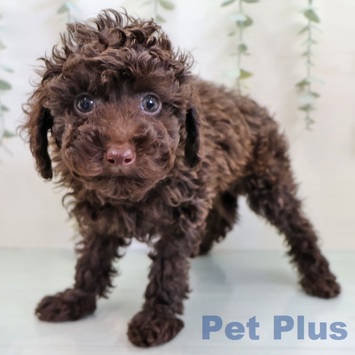 トイ・プードル