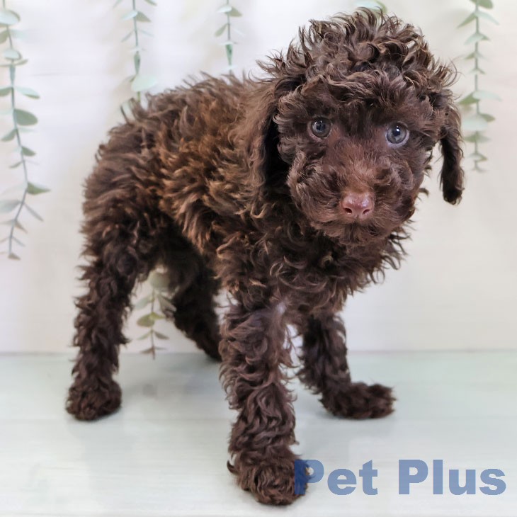 トイ・プードルの写真2