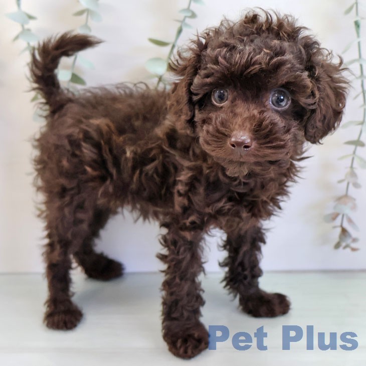 トイ・プードル