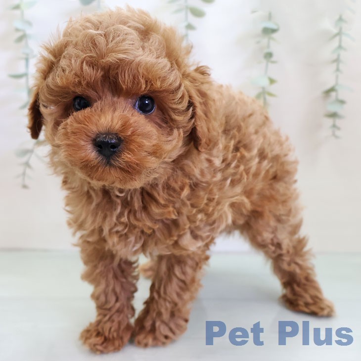 トイ・プードルの写真2