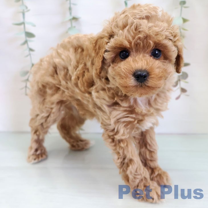 トイ・プードルの写真2