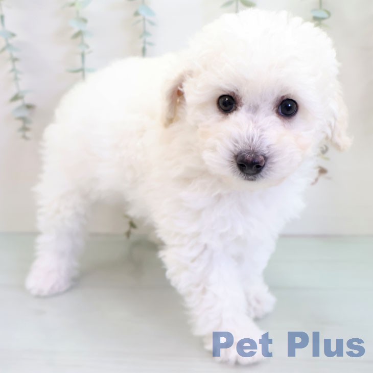 トイ・プードル