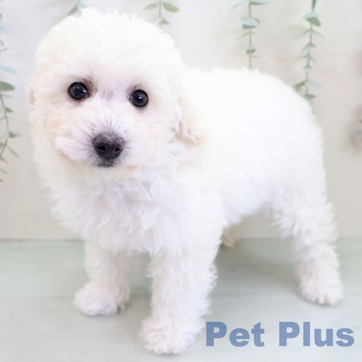 トイ・プードルの写真2