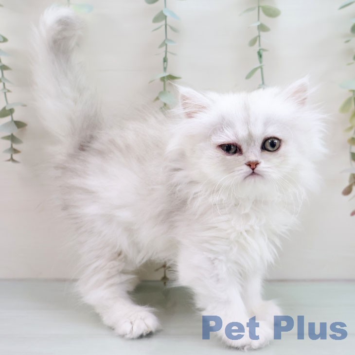 ペルシャの写真2