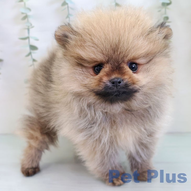 ポメラニアンの写真2