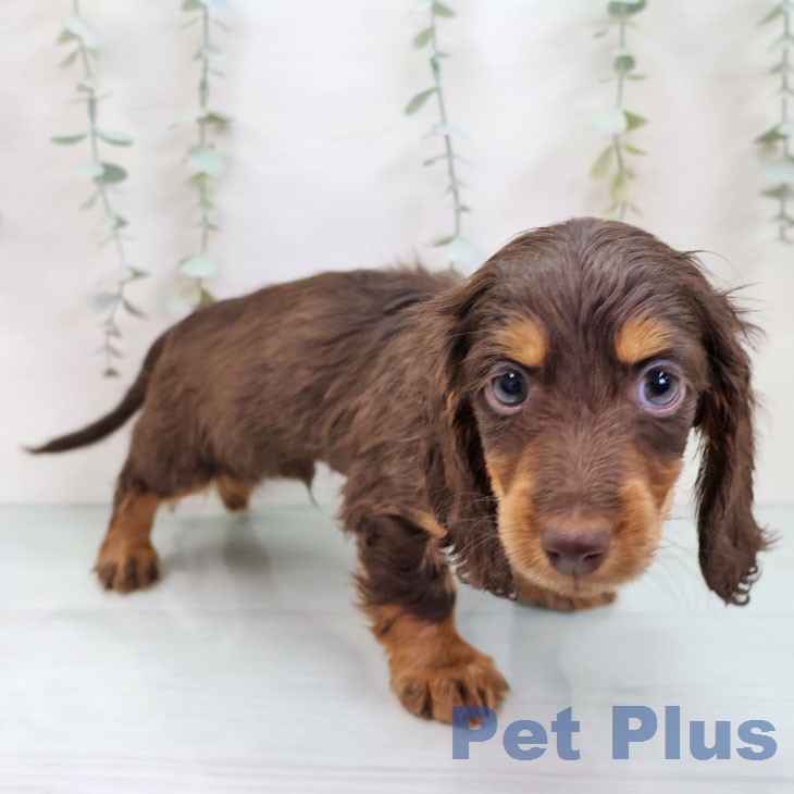 ミニチュア・ダックスフンド