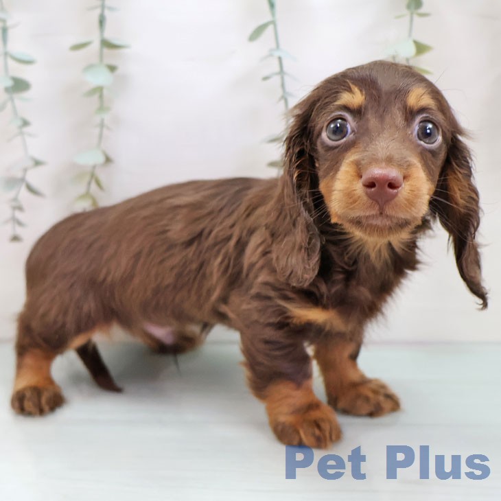 ミニチュア・ダックスフンド