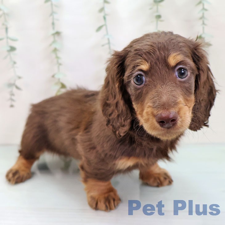 ミニチュア・ダックスフンド