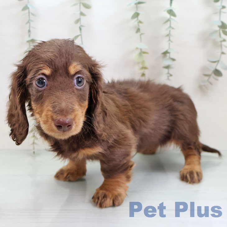 ミニチュア・ダックスフンドの写真2