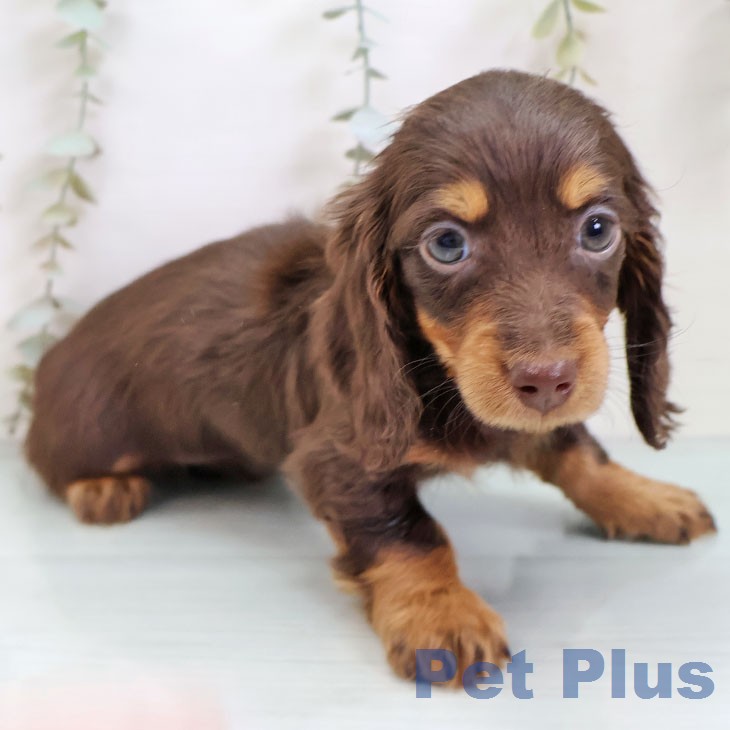 ミニチュア・ダックスフンド