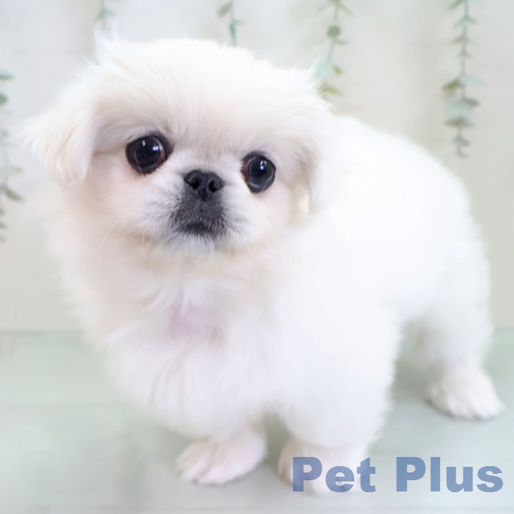 ペキニーズの写真2