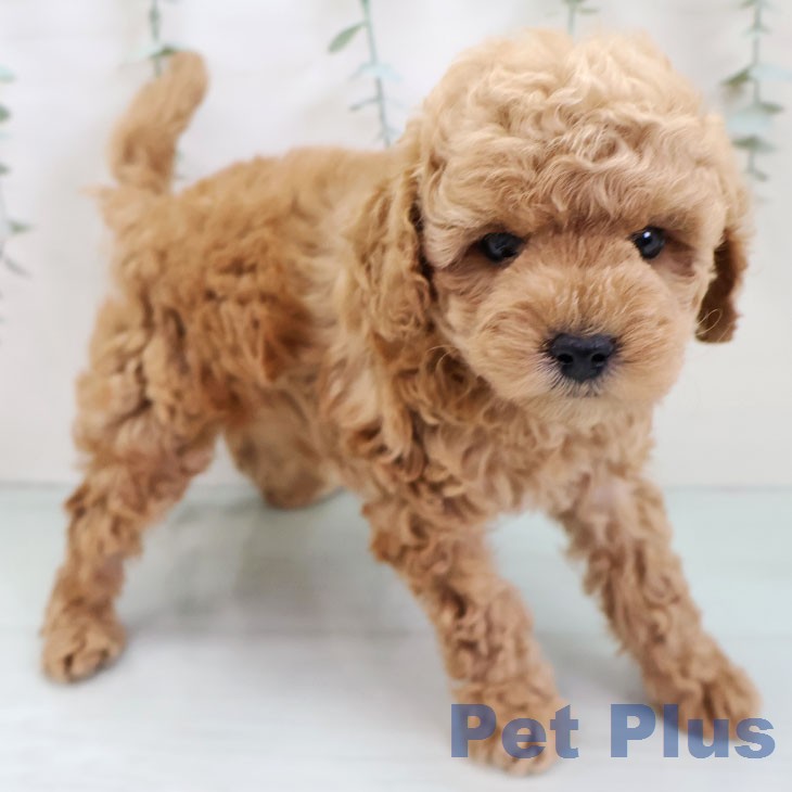 トイ・プードル