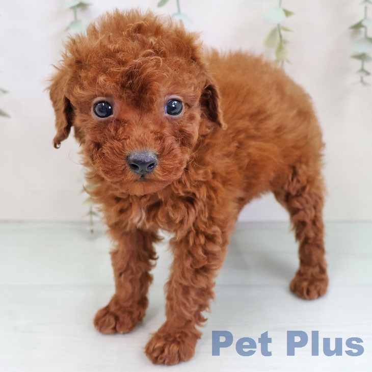 トイ・プードル