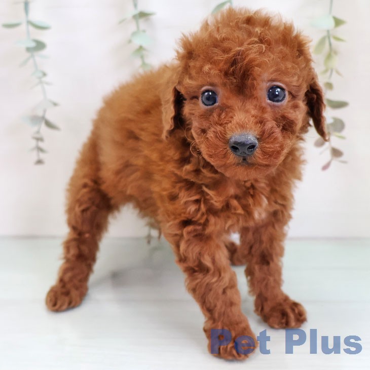 トイ・プードルの写真2