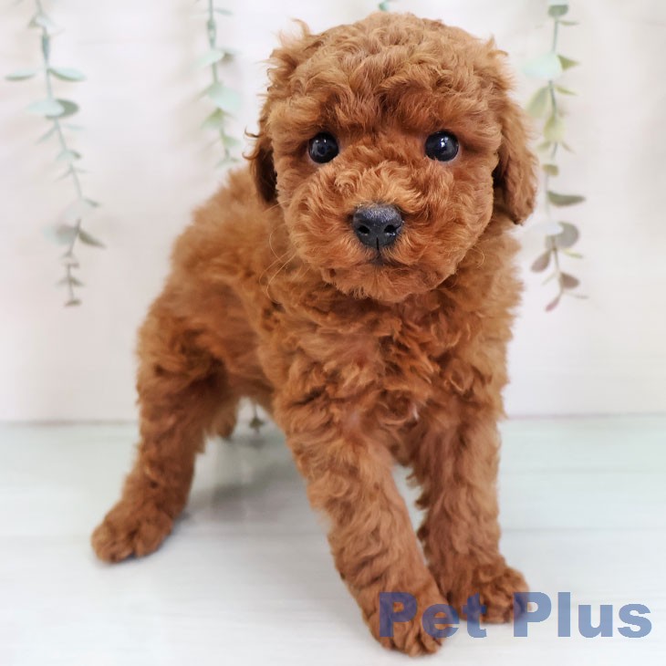 トイ・プードル