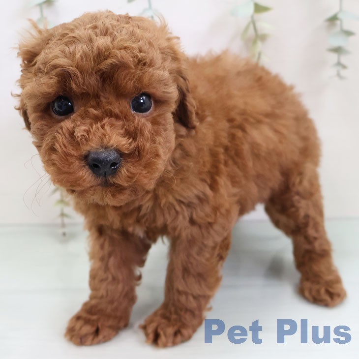 トイ・プードルの写真2