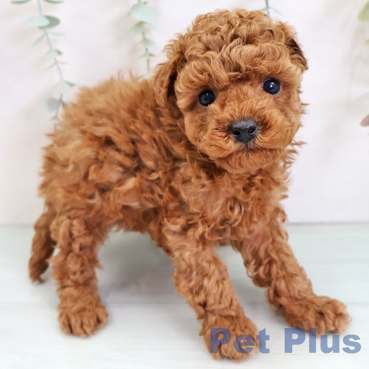 トイ・プードル