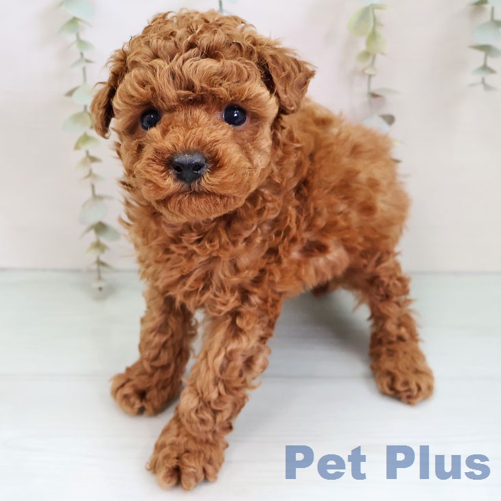 トイ・プードルの写真2