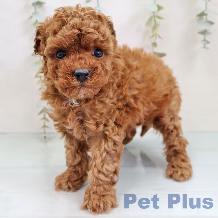 トイ・プードル