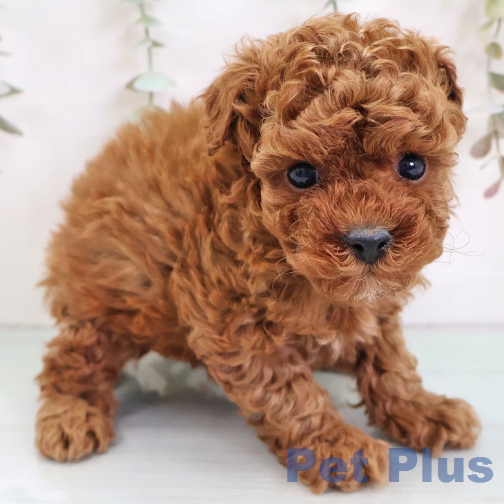 トイ・プードルの写真2