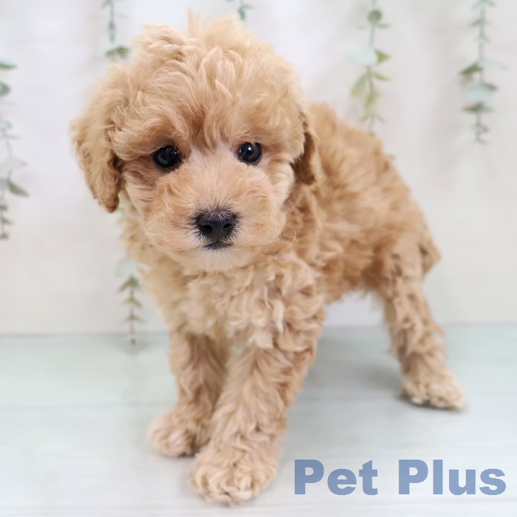 トイ・プードル