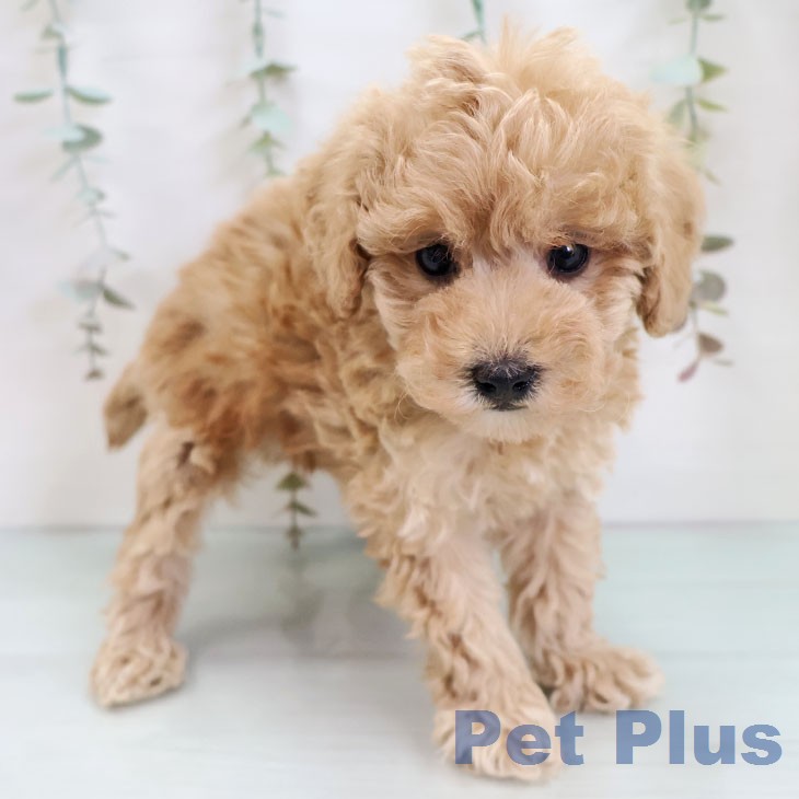 トイ・プードルの写真2