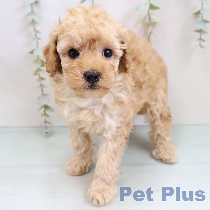 トイ・プードル