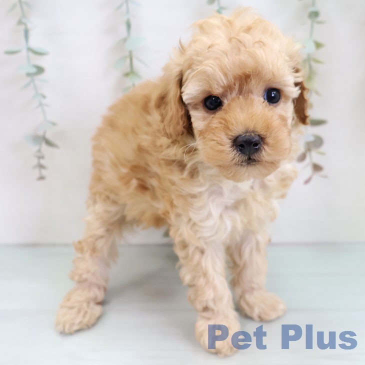 トイ・プードルの写真2