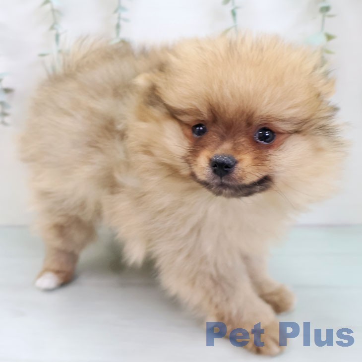 ポメラニアンの写真2