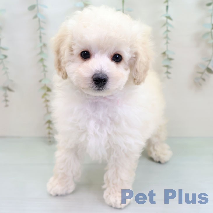 トイ・プードルの写真2