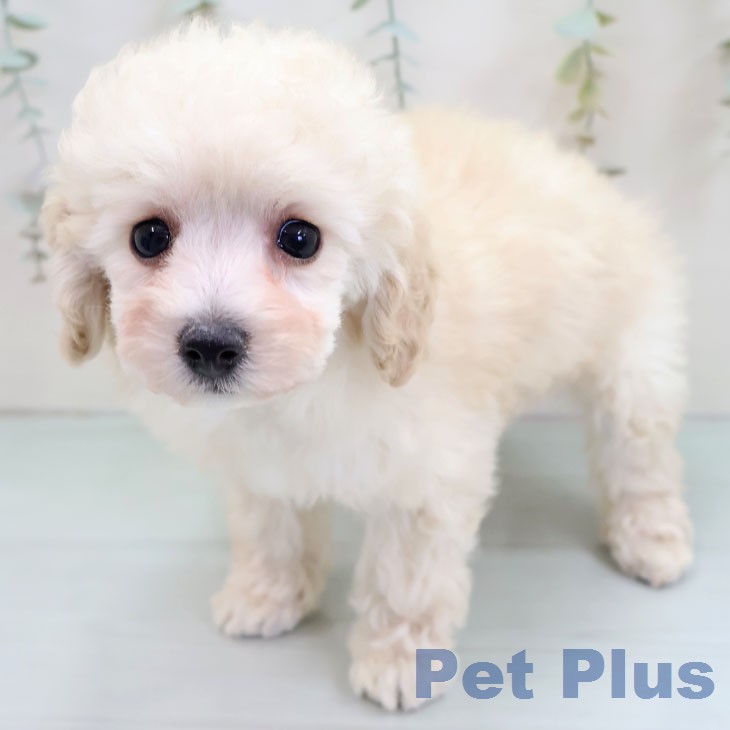 トイ・プードル