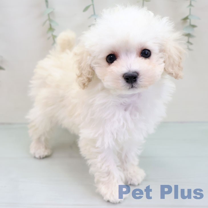 トイ・プードル