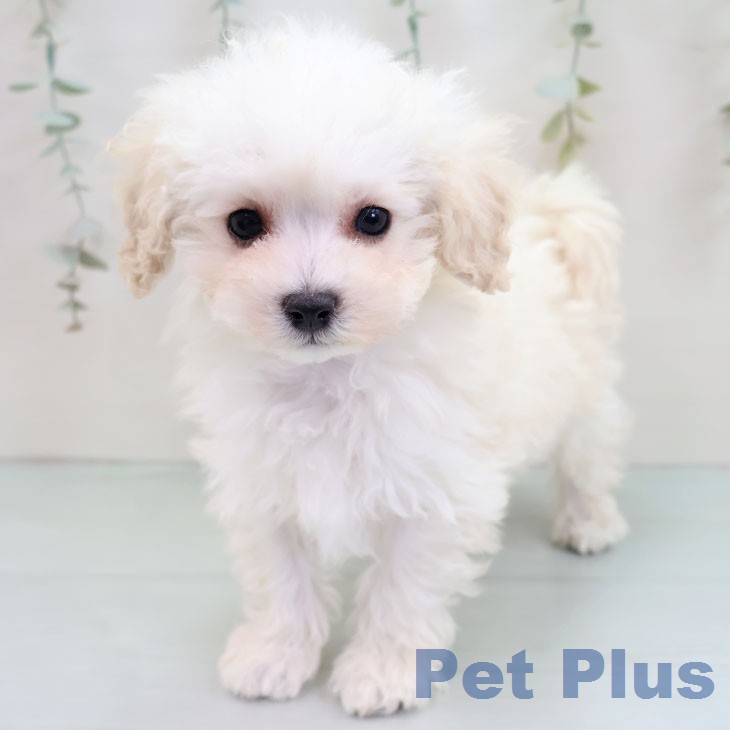 トイ・プードル