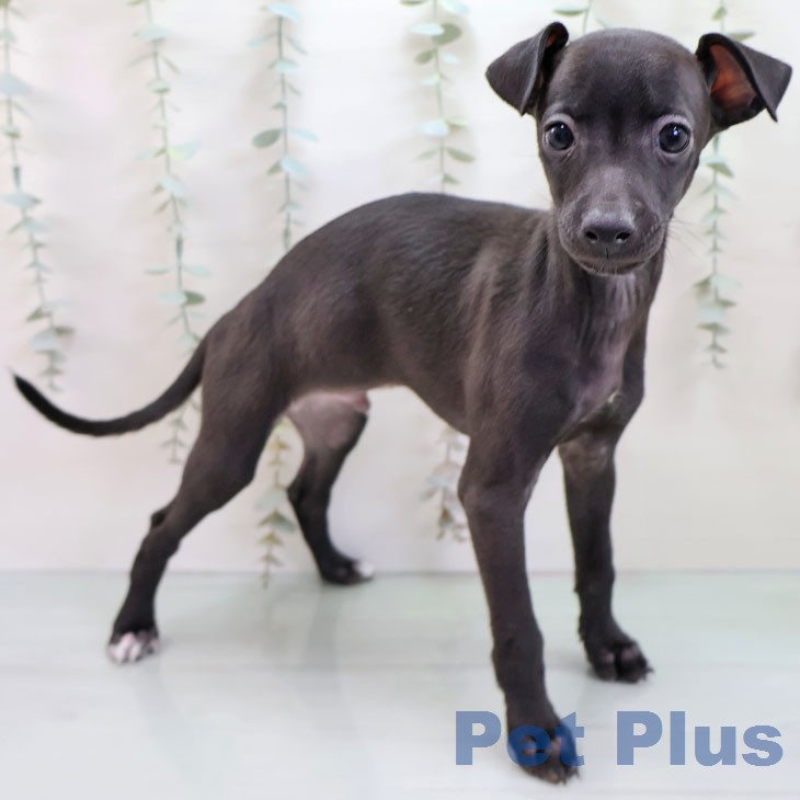 イタリアン・グレーハウンド