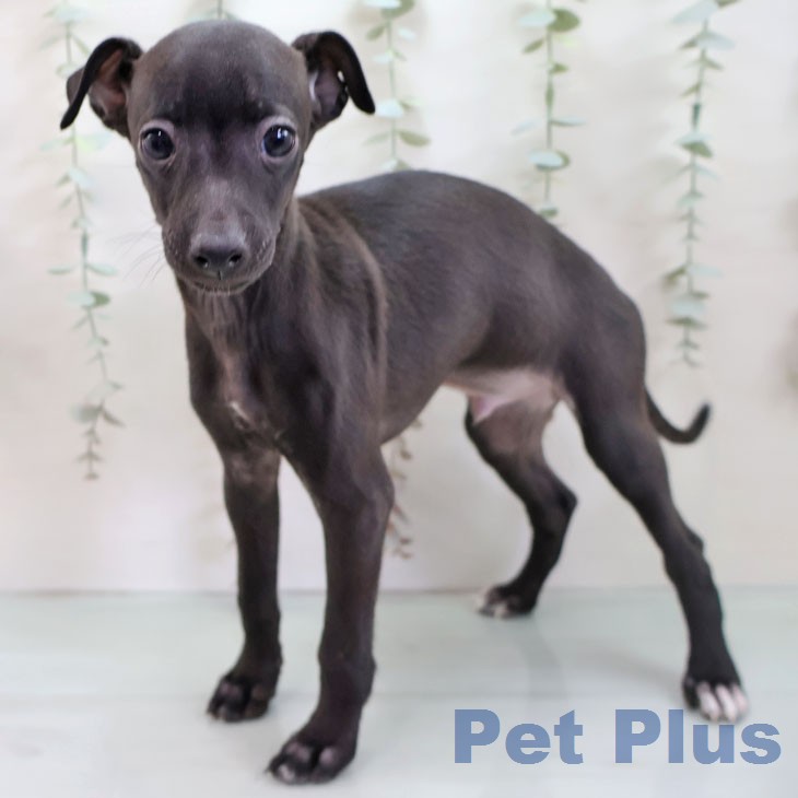 イタリアン・グレーハウンドの写真2