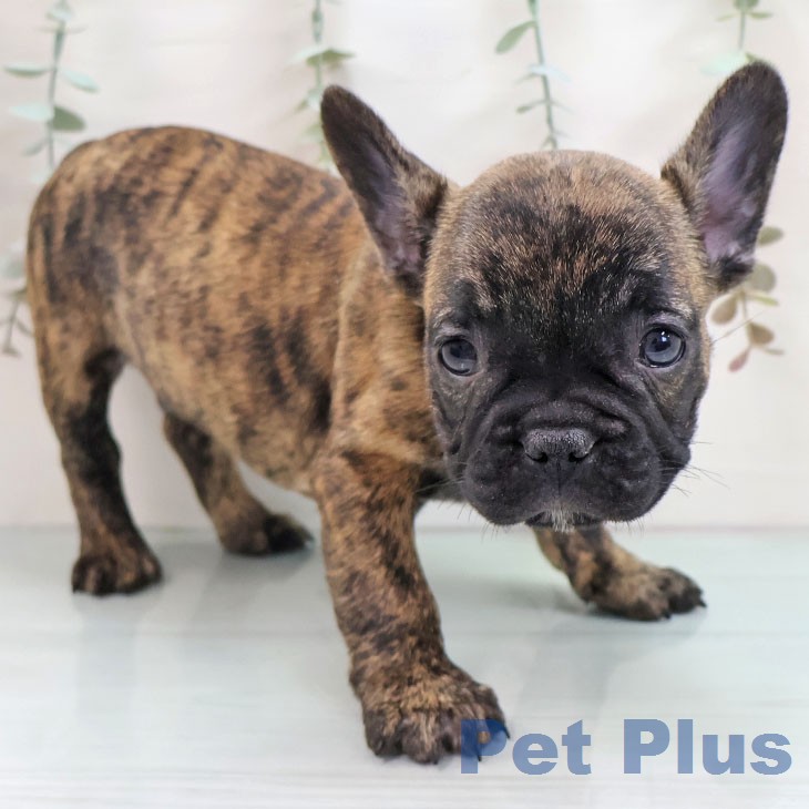 フレンチ・ブルドッグ