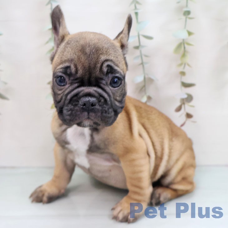 フレンチ・ブルドッグ