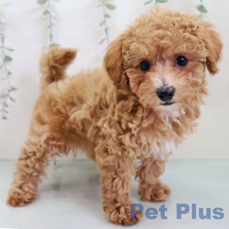 トイ・プードル