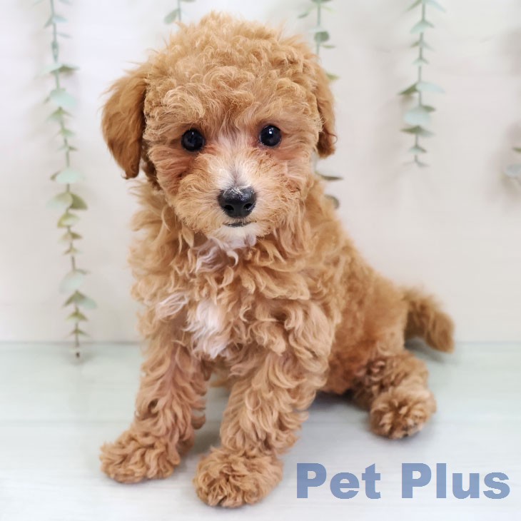 トイ・プードル